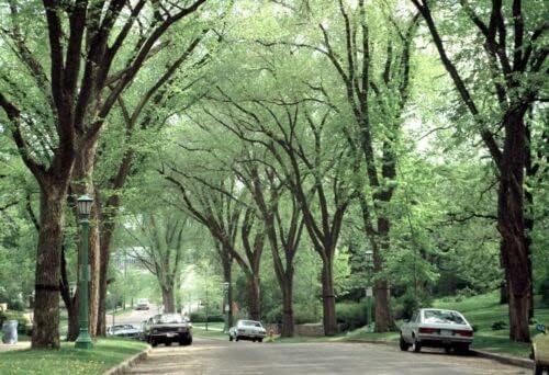 5 American Elm Trees - 12-18" Tall Live Plants - Fast Growing Shade Tree Seedlings - Ulmus Americana - (5 Pack)