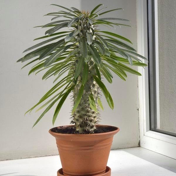 Gardenera Natural Mulch Cover - Provide Long-Lasting Color and Aromatic Appeal to Your Landscape - 10 QUARTS