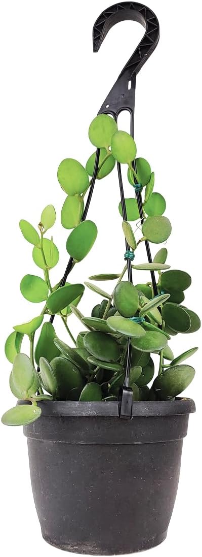 Rare Xerosicyos danguyi 'Silver Dollar Vine' (6" Minimalist Pot w. Saucer) - Penny Plant - Rare Succulent Plant Live - Trailing Indoor Houseplant - Unique Exotic Houseplant for Home Decor