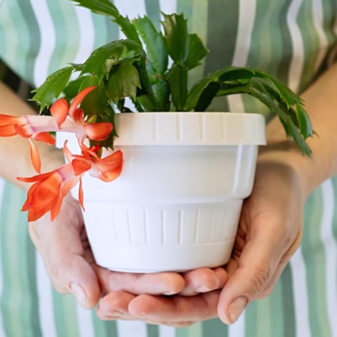 True Thanksgiving Cactus Plant Live in 4" Pot, Ready to Bloom, Holiday Christmas Cactus Plants Live, Vibrant Blooms (Peachy Yellow)