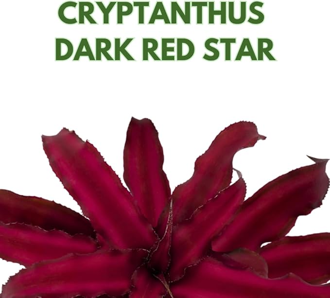 BubbleBlooms Cryptanthus Bivittatus in a 2 inch Pot Earth Star Bromeliad, Tiny Mini Pixie Plant, Dark Red