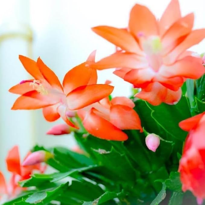 Set 2 Christmas Cactus Plants Live, Hanging Baskets Houseplants, Holiday Cactus Indoor Plants Live Well-Rooted 4-9" Tall, No Pot (Orange)