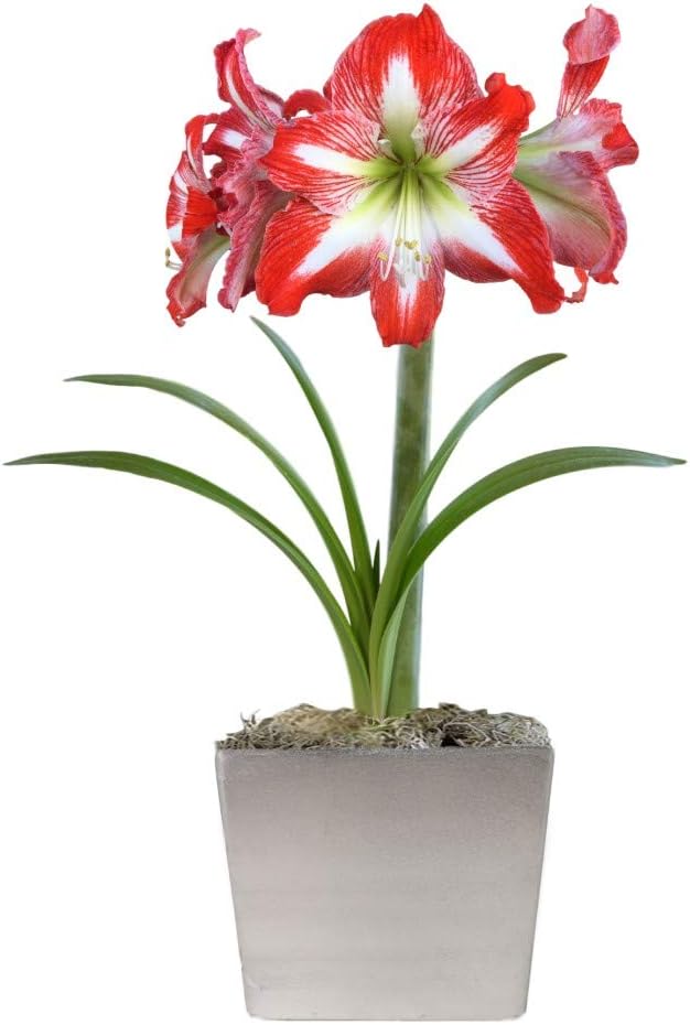 Easy to Grow Amaryllis 'Minerva' Pre-Planted Bulb Indoor Gift Kit in a Silver Square - Red & White Flowering Blooms in 4 to 8 Weeks