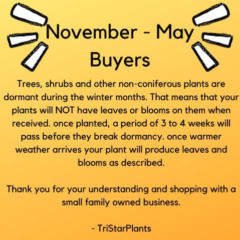 TriStar Plants - Eastern Redbud Tree, 1 Gallon Pot -