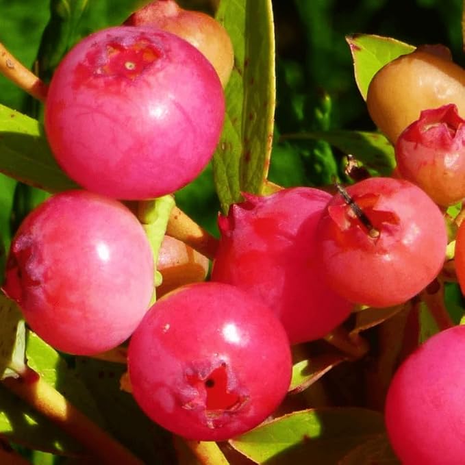 Pink Lemonade Blueberry Plant Live for Planting, 4-8 Inch Tall Starter Plant, Hardy Blueberry Bush for Garden or Patio