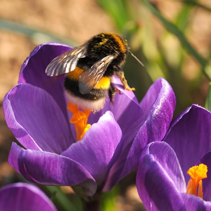 Ruby Giant Species Crocus Flower Bulbs - 25 Bulbs per Pack - Attracts Butterflies and Hummingbirds - Deer Resistant - Naturalizing - Perennializing