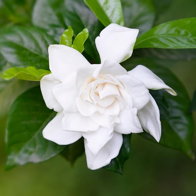 Cape Jasmine Plant Live, Frostproof Jasmine Live Plants, Gardenia Plant Live Climbing Vine No Pot Indoor Outdoor Fragrant Flower Garden Planting