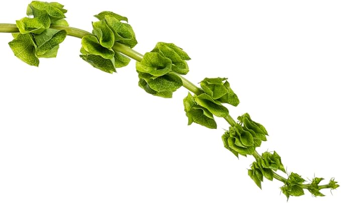 Bells of Ireland Seeds - Great Addition to Flower Borders - Approximately 150 Seeds (Pack of 2)