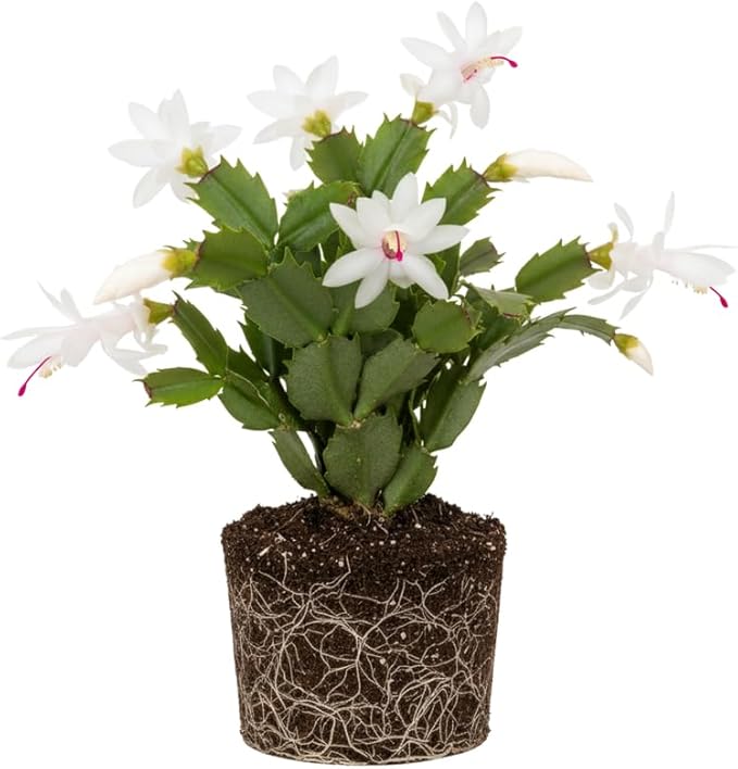 White Christmas Cactus Plants Live, Size 3-6" Christmas Cactus Plant, Colorful Holiday Houseplant Flowering Succulent Live Plants for Planting, Well Rooted, No Pot