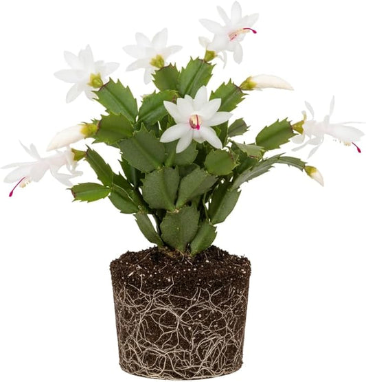 White Christmas Cactus Plants Live, Size 3-6" Christmas Cactus Plant, Colorful Holiday Houseplant Flowering Succulent Live Plants for Planting, Well Rooted, No Pot