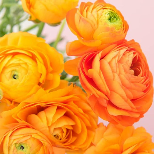 Ranunculus Bulbs for Planting, 25 Orange Ranunculus Bulbs for Fall Planting, French Peony Ranunculus Corms Bulk Ranunculus Flowers Buttercups, Butterfly Ranunculus Bulbs to Grow