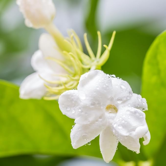 Jasmine Plant, Fragrant Jasmine Flower Vine 4-8 Inches Well Rooted for Container, Hanging Basket Growing (Maid of Orleans)