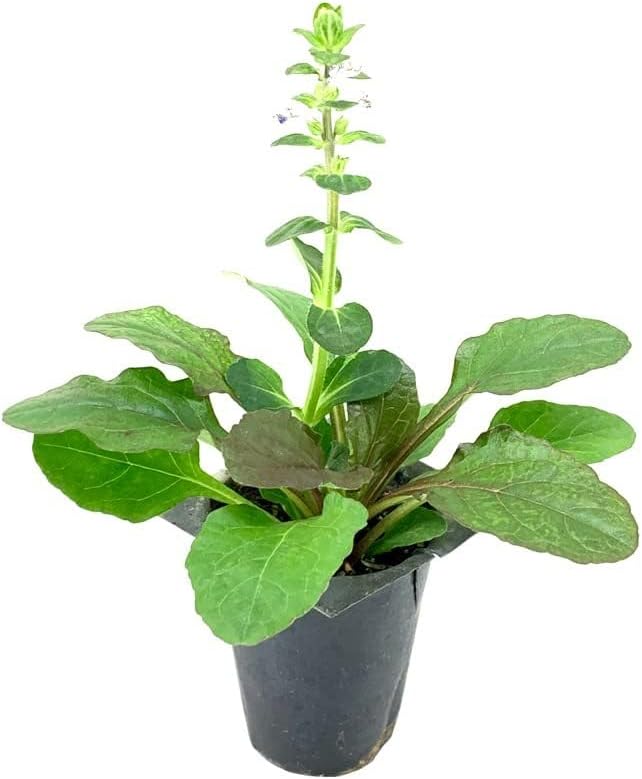 Ajuga Reptans Bronze Beauty | 3 Live Plants | Carpet Bugle | Cold Hardy Shade Tolerant Low Maintenance Groundcover
