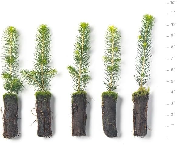 Norway Spruce Tree Seedling Plugs | 6"-12" | Arbor Day Foundation (5-Pack)