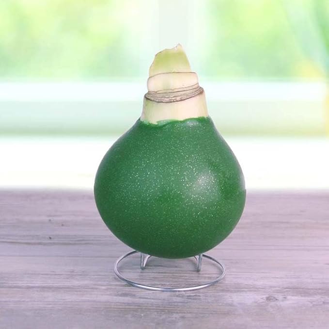 Pristine Forest Intokazi Waxed Amaryllis Flower Bulb with Stand, No Water Needed