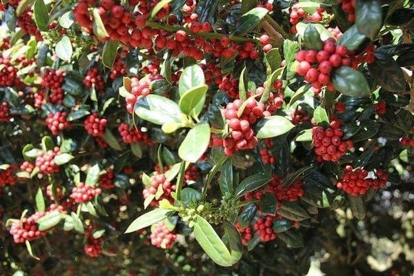 Burfordi Holly | 3 Large Gallon Size Plants | Ilex Cornuta | Fast Growing Evergreen Shrubs, Privacy Hedge Plants, Dark Green Foliage, Low Maintenance Landscaping, Ideal for Hedges and Borders