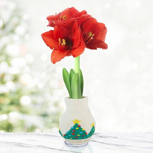 O Tannenbaum Sweater Amaryllis Flower Bulb with Stand, No Water Needed, Gift Ready