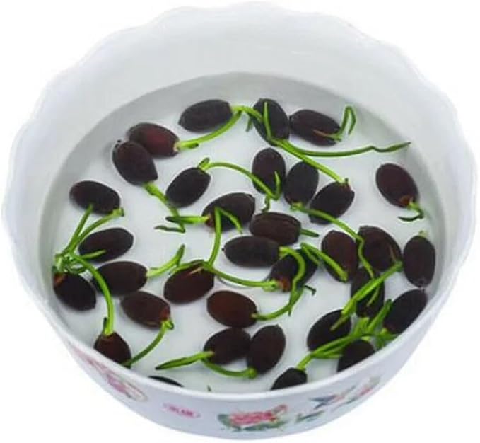 MEsay 10Pcs Mixed Color Bonsai Bowl Lotus Live Plants - Pre-Sprouted Water Beauties for Indoor and Outdoor Aquatic Settings