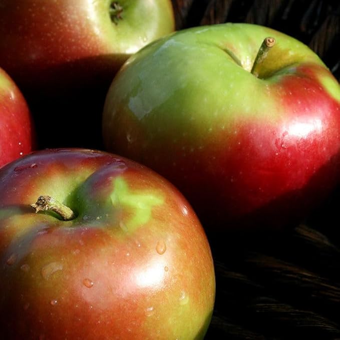 McIntosh Apple Tree, 1 Gallon Live Nursery Pot - Sweet-Tart Fruit | Arbor Day Foundation (Due to Agricultural Laws, Unavailable to CA, WA or AZ)