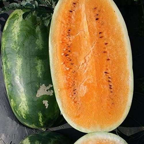 Melon Seeds for Planting (10 Seeds) - Grow Your Own Food (Orange Watermelon)