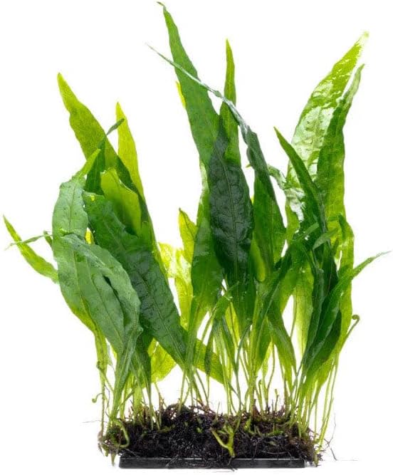 SubstrateSource Live Planted Decor - Java Fern 'Narrow' on Driftwood - Midground Rhizome Plant for Aquascaping, Aquarium Decor