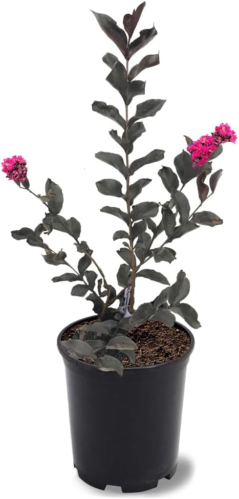 American Plant Exchange Black Diamond Mystic Magenta Crape Myrtle Tree Live, 1-Gallon Pot, 1-1.5ft Tall, Vibrant Pink Flowers, Drought-Tolerant, Large Outdoor Landscape Accent, Year-Round Beauty