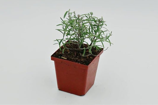 Greenwood Nursery: Live Perennial Plants - ARP Rosemary + Rosmarinus Officinalis - [Qty: 1x 3.5 Pot] - (Click for Other Available Plants/Quantities)