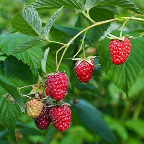 COHO Red Raspberry (Rubus) - Starter Plant (7L) (1 Live Plant)