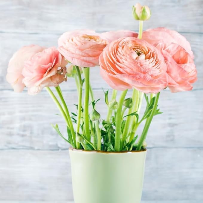 25 Ranunculus Bulbs for Fall Planting, Perennial Flowers Bulbs for Gardens, Vibrant Peony Buttercup Corms for Outdoor Borders (Pink Ranunculus)