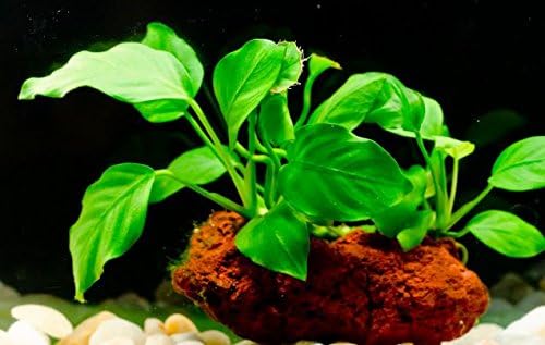 Greenpro (Anubias Nana Petite Lava Stone) Anubias, Java Fern, Moss and More! Freshwater Live Aquarium Plants on Driftwood for Aquatic Tropical Fish Tank Decorations - Easy to Drop