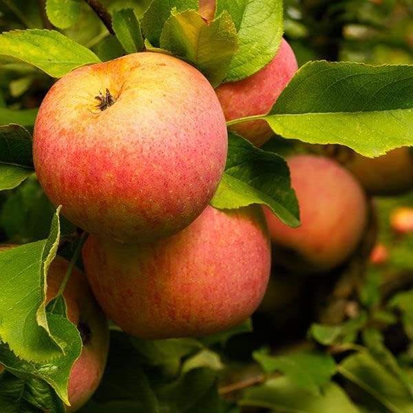 Fuji Apple Tree, 1 Gallon Live Nursery Pot - Sweet, Crisp Fruit | Arbor Day Foundation (Due to Agricultural Laws, Unavailable to CA, WA or AZ)