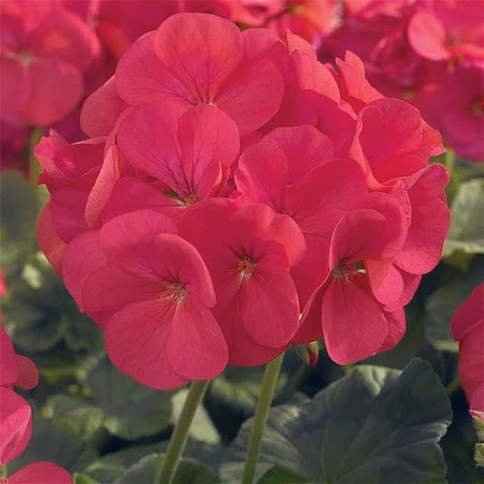 Maverick Series Geranium Coral ~50 Seeds – Pelargonium x hortorum – Non-GMO, Annual – Compact 12-18" Plants – 4-6" Blooms – for Containers, Borders & Flower Beds – 91-105 Days