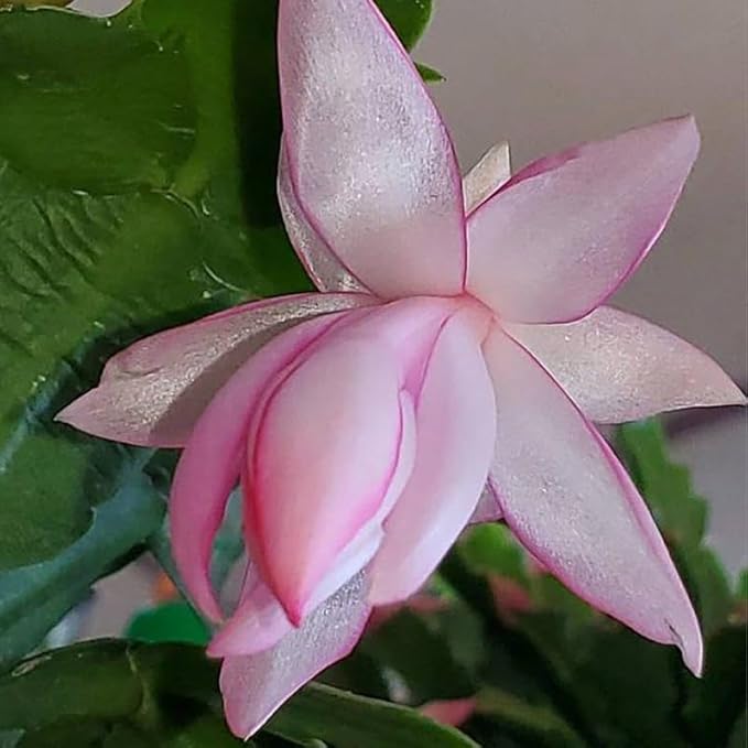 1 Thanksgiving Christmas Cactus Plants Live in 4" Pot, Houseplant Holiday Cactus, Vibrant Single Color Blooms Indoor Outdoor, Zygocactus Like, Winter Hardy (Light Pink)
