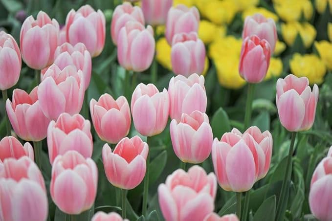 20 Tulip Bulbs for Fall Planting, Top Size Tulips Bulbs Perennial Flowers, Vibrant Spring Blooms, Easy Fall Planting (Darwin Tulip Collection)