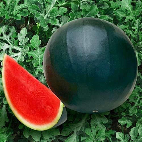 Watermelon Black Beauty Seeds – Citrullus Lanatus | Sweet & Juicy Heirloom Variety | Large, Dark Green Melons