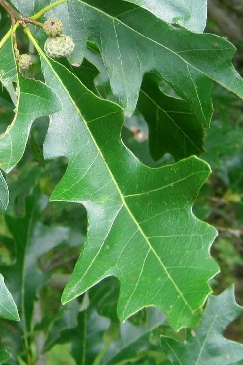 Overcup Oak Tree | 10 Live Seedlings | Quercus Lyrata | Ideal for Landscaping & Shade | Long-Lasting & Resilient Plant