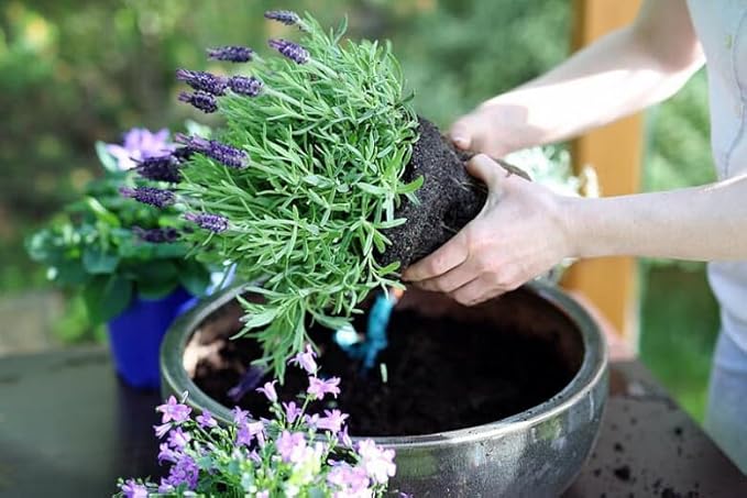 Gardenera Organic Lavender Soil Blend - Enhance The Beauty and Aroma of Your Garden - 20 QUARTS