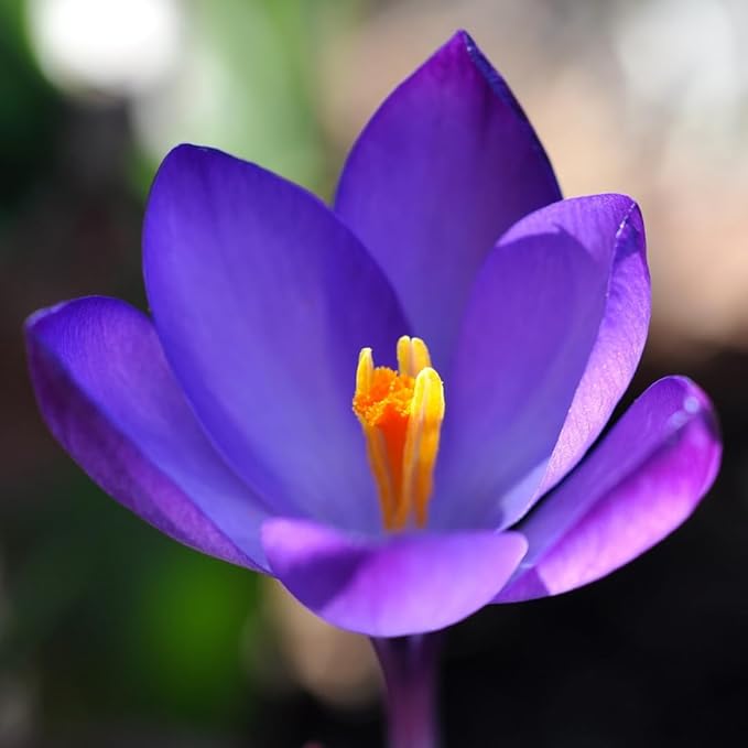 Rare Crocus Saffron Flower Bulbs for Planting, Crocus Sativus (5 Bulbs)