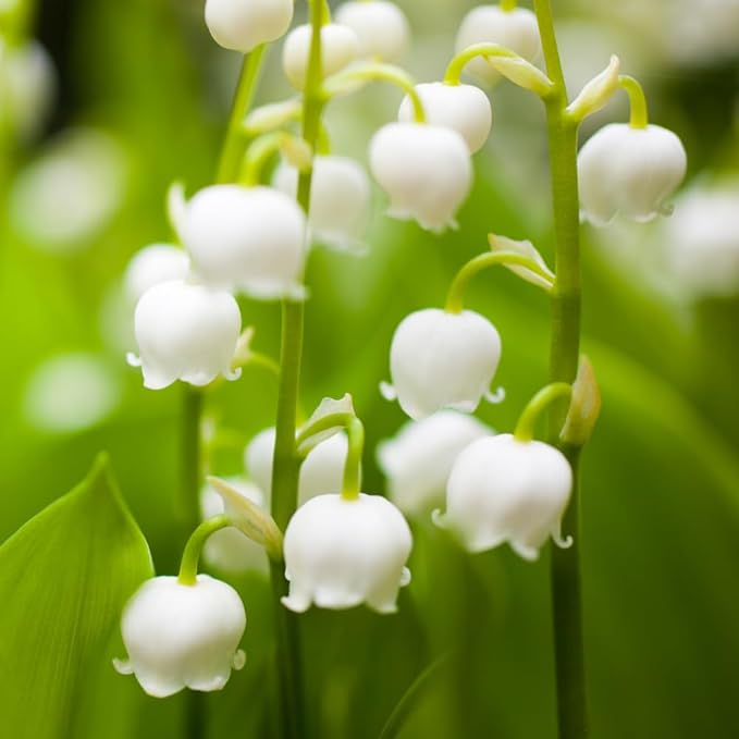 10 Large Lily of The Valley Roots for Planting, Perennial Sweet Fragrant White Flower, Zones 2 to 9, Cold Hardy