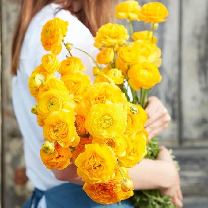 Ranunculus Bulbs for Planting, 25 Yellow Ranunculus Bulbs for Fall Planting, French Peony Ranunculus Corms Bulk Ranunculus Flowers Buttercups, Butterfly Ranunculus Bulbs to Grow