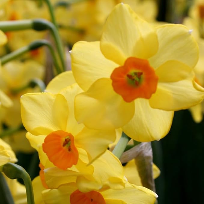Martinette Daffodil Flower Bulbs - 5 Bulbs per Pack - Pleasantly Scented - Deer Resistant - Good as Cut Flowers - Grows Well in Containers - Perennializing