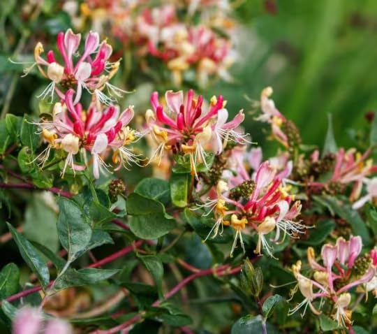 2 Fragrant Cloud Pink Honeysuckle in 3.5 inch Pot