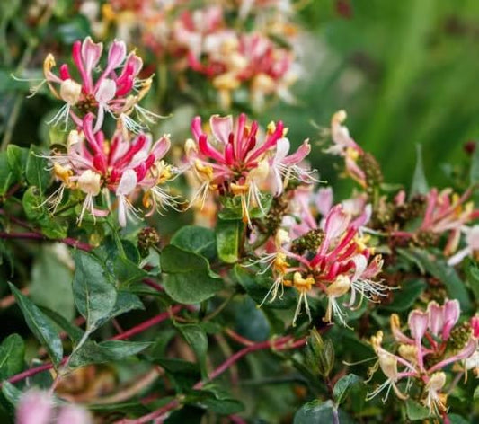 2 Fragrant Cloud Pink Honeysuckle in 3.5 inch Pot