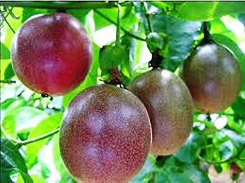 Passion Fruit Possum Purple Price Includes Four (4) Plants