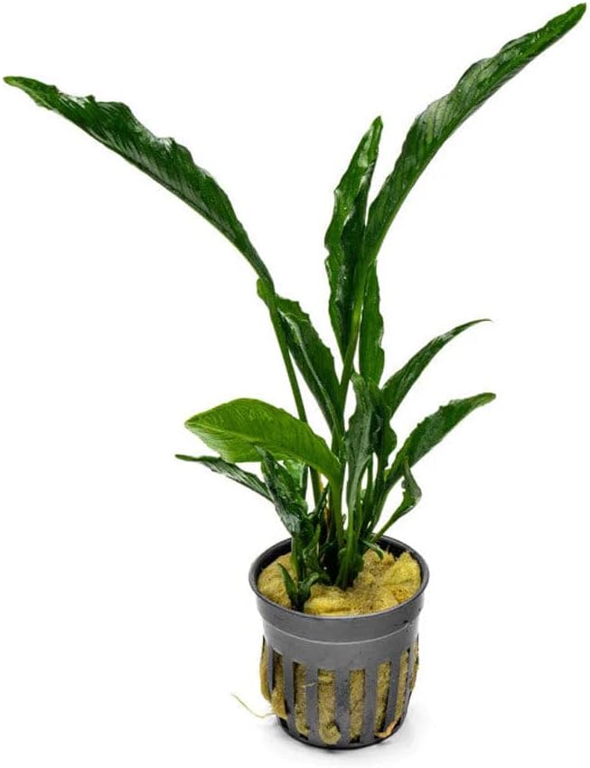 SubstrateSource Live Jungle Plants - Anubias Heterophylla ‘Supernova’ - Large Leaf Rhizome Plant for Midground to Background Freshwater Aquascapes, Low Light Accent - Pot