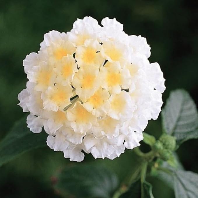 Pack 2 White Trailing Lantana Plants Live for Planting Outdoors, 2 to 5 Inch Tall, Live Lantana Plants Well Rooted, Fragrant Flowers