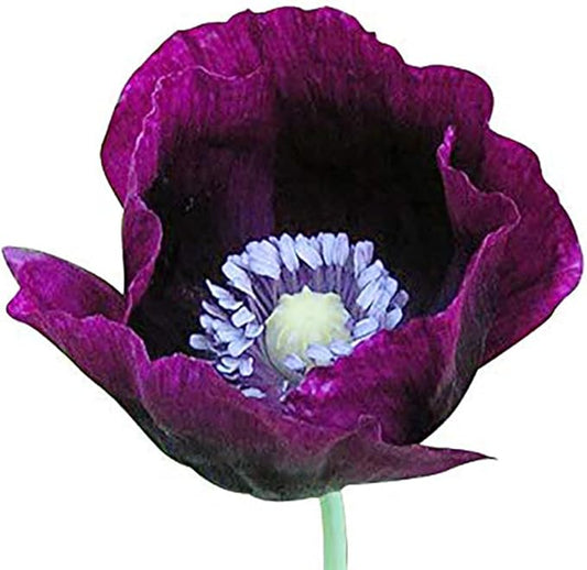 Purple Grape Poppy Seeds - Tall Poppy with Black Markings - 3000 Seeds