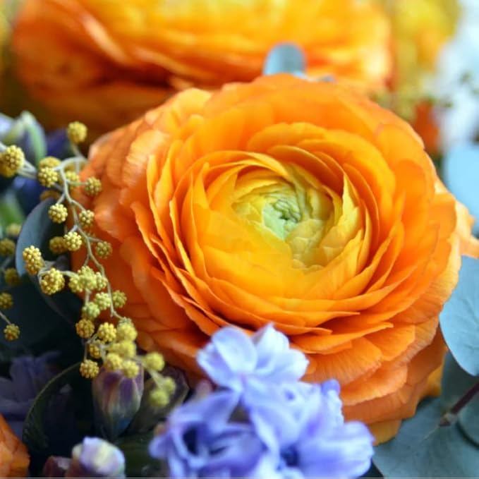 Ranunculus Bulbs for Planting, 25 Orange Ranunculus Bulbs for Fall Planting, French Peony Ranunculus Corms Bulk Ranunculus Flowers Buttercups, Butterfly Ranunculus Bulbs to Grow