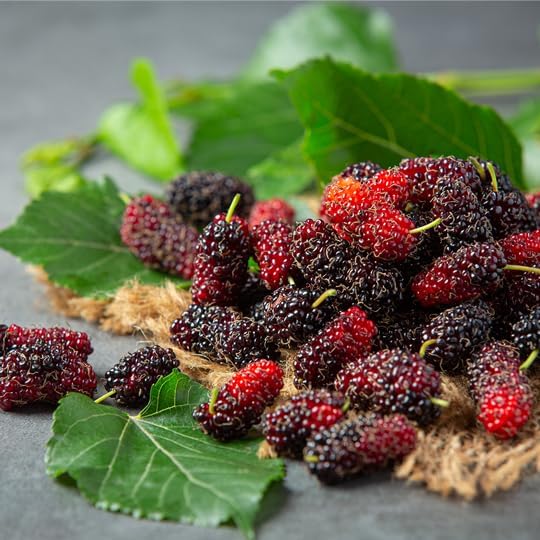Mulberry Illinois Everbearing Plant (4 Pack) | Real Live Fruit Plants for Sale| Easy to Grow Live Plants for Organic Gardens | Organic Landscaping, and Indoor or Outdoor Planting.