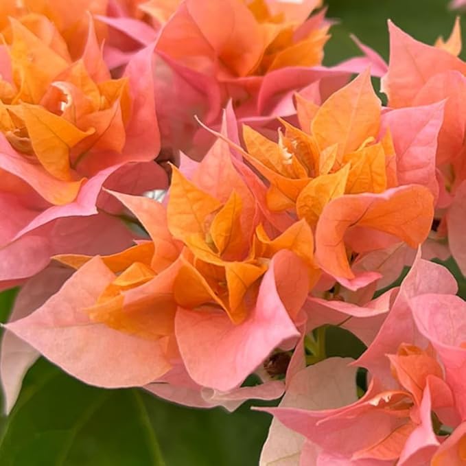 2 Bougainvillea Plants Live, Trailing Flowering Vines, 5-9” Tall, Well-Rooted Bougainvillea Trees for Outdoor Garden or Patio (Glow Bougainvillea)
